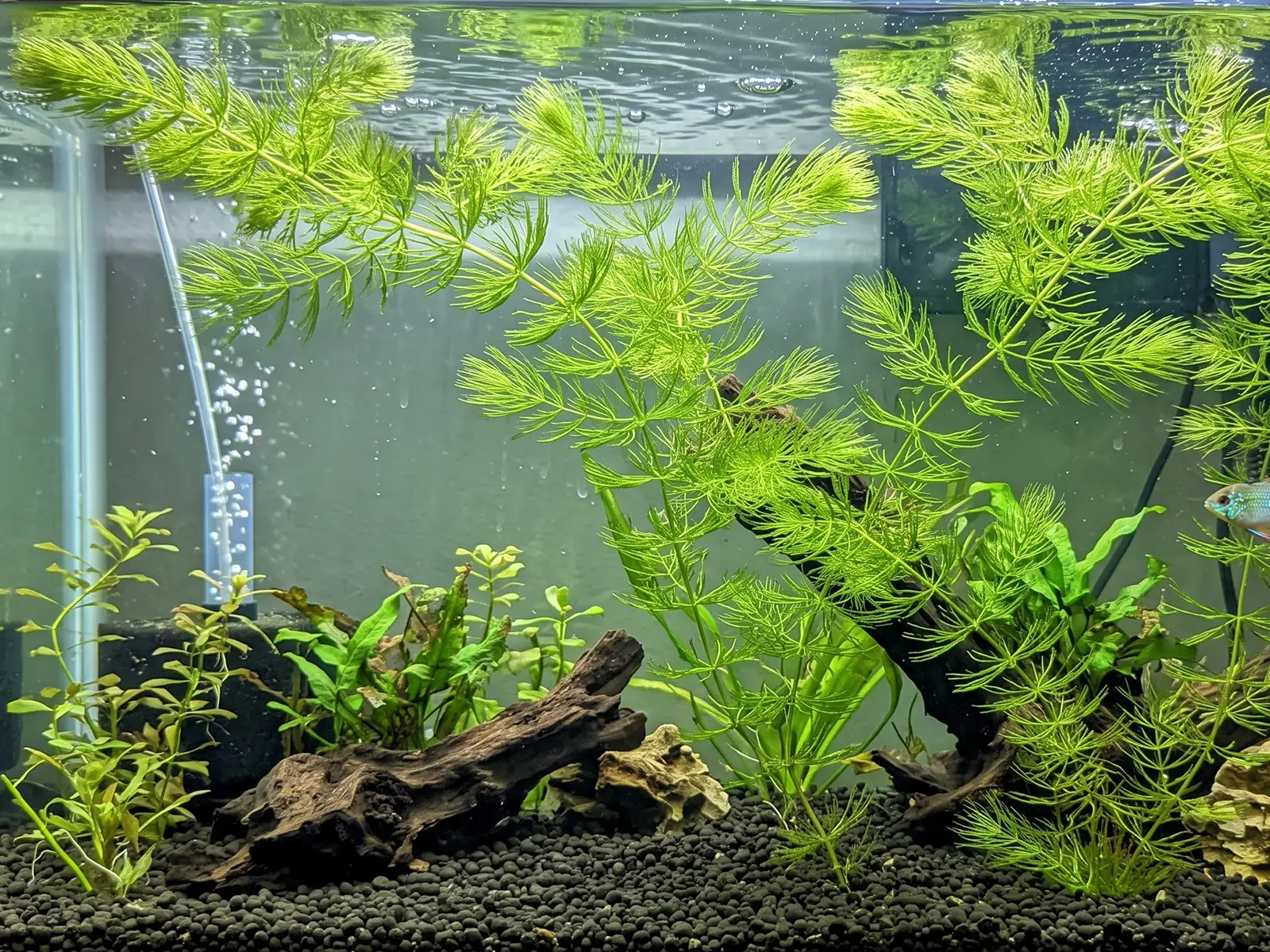 Hornwort