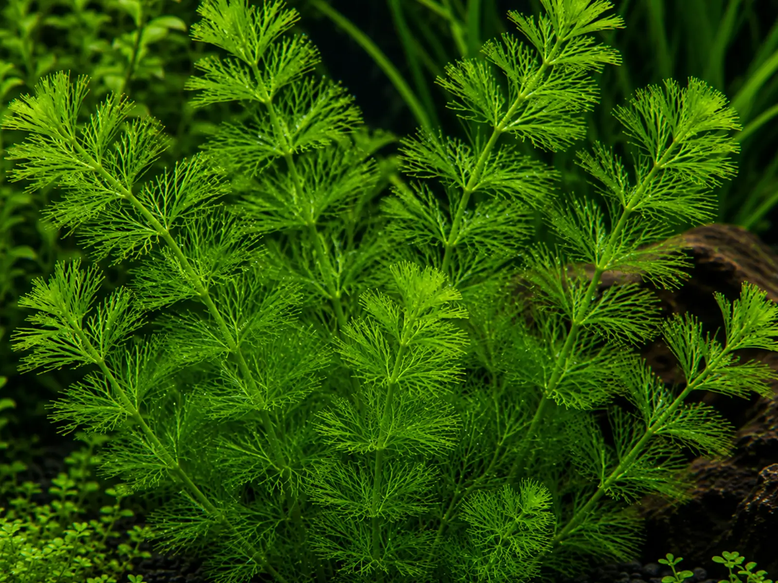 Hornwort