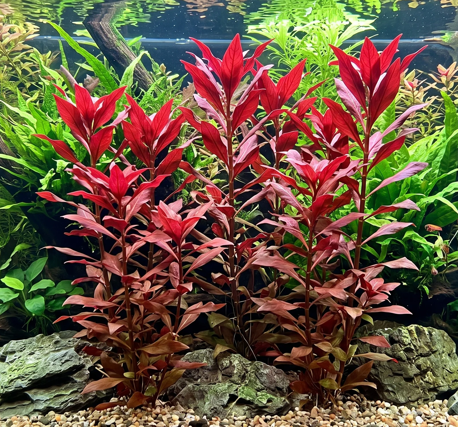Ludwigia Glandulosa
