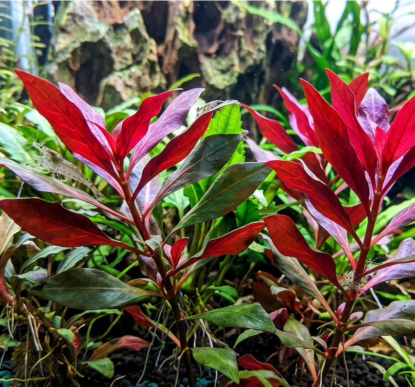 Ludwigia Glandulosa