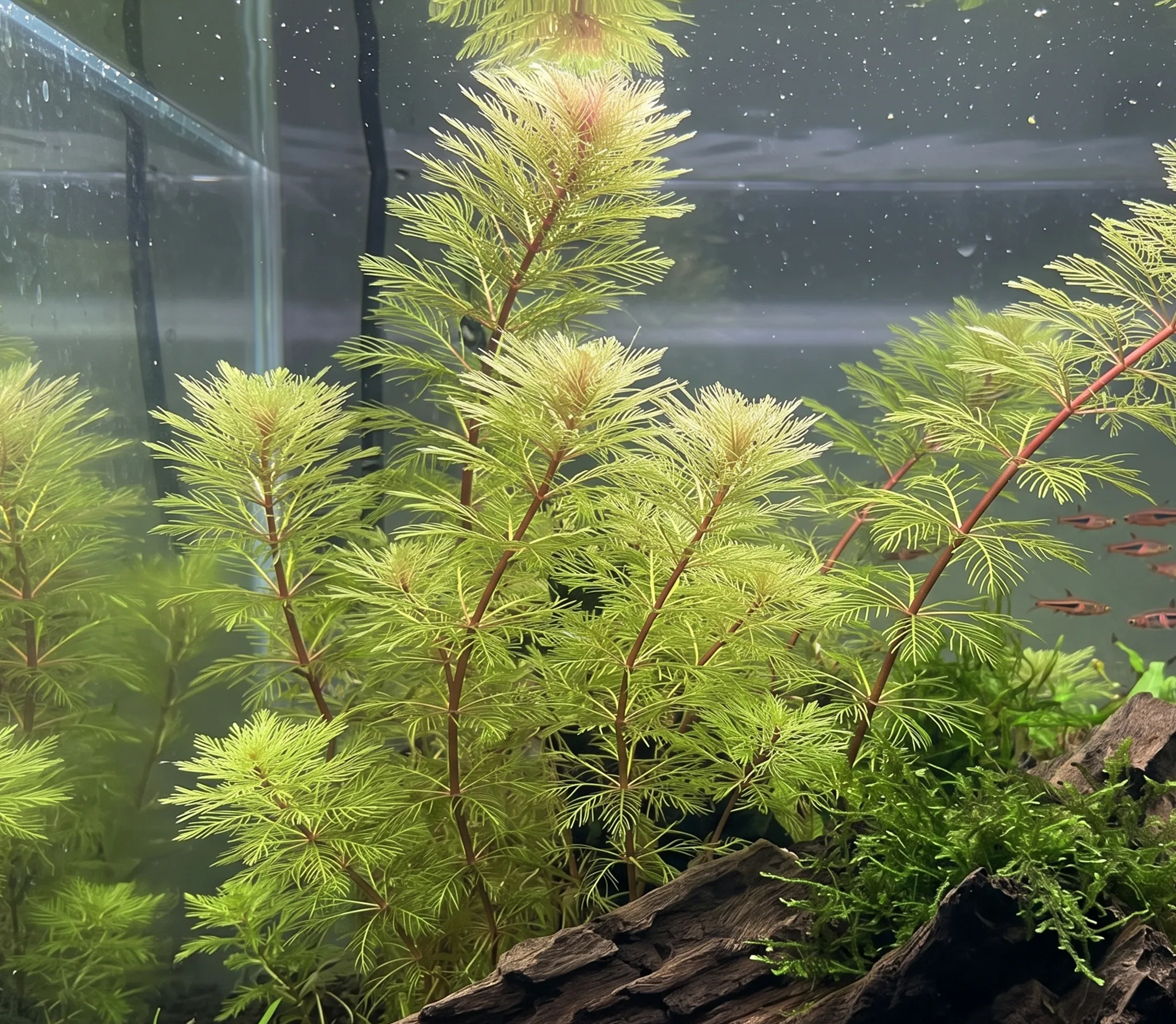 Myriophyllum Mattogrossense