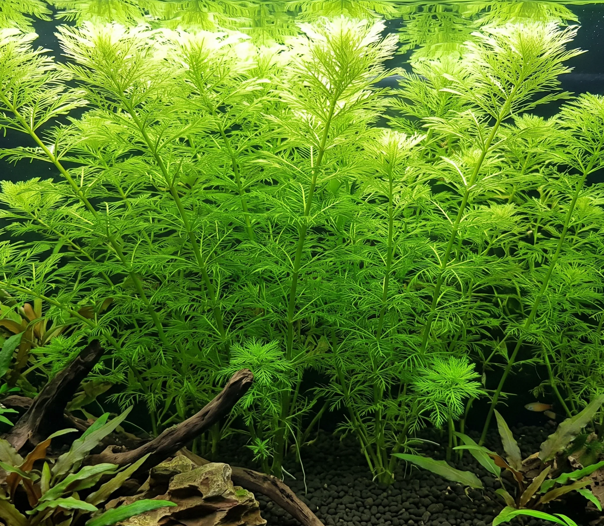 Myriophyllum Mattogrossense plant
