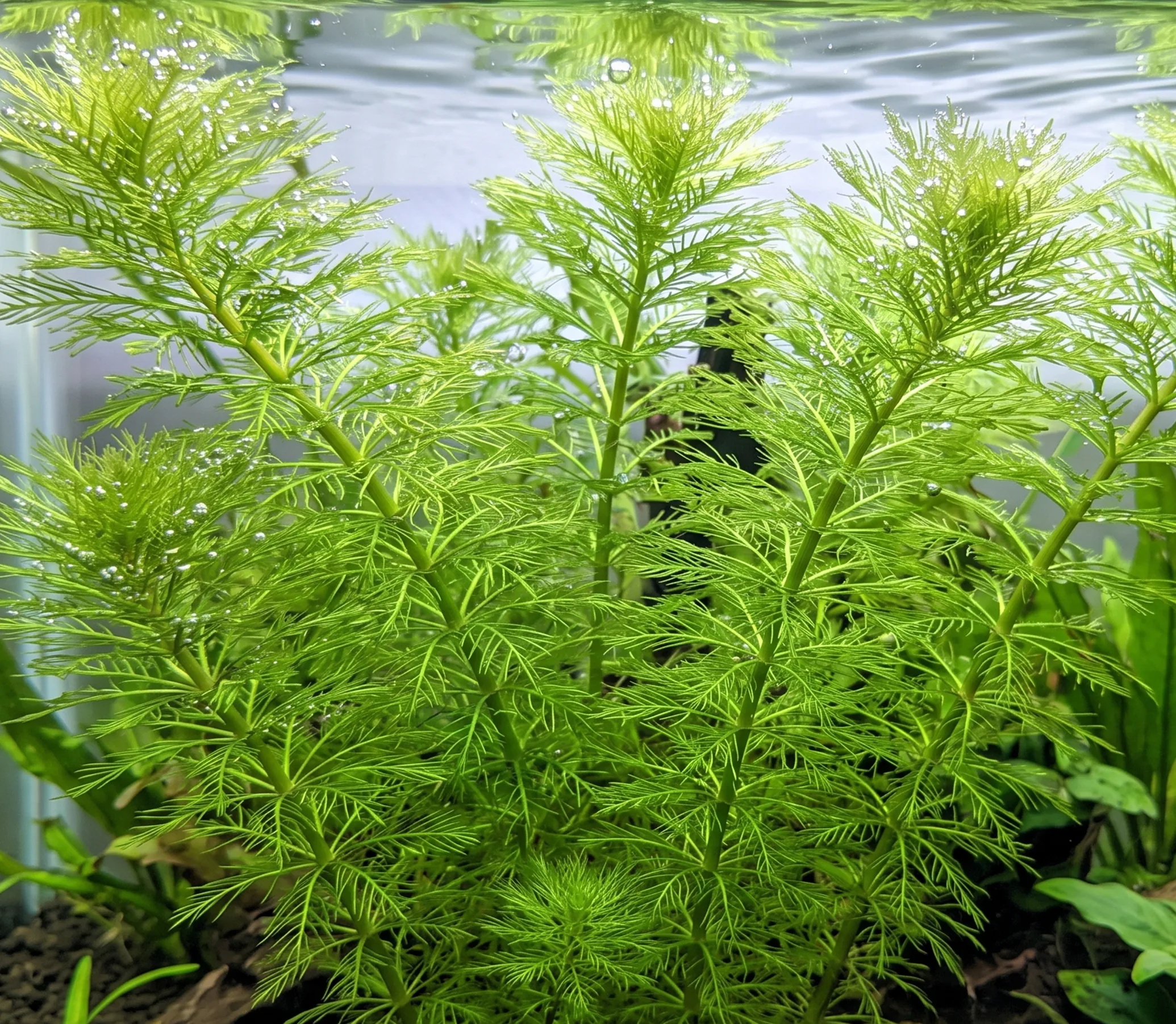 Myriophyllum Mattogrossense