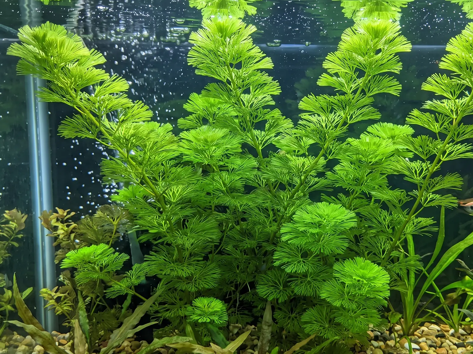 Green Cabomba
