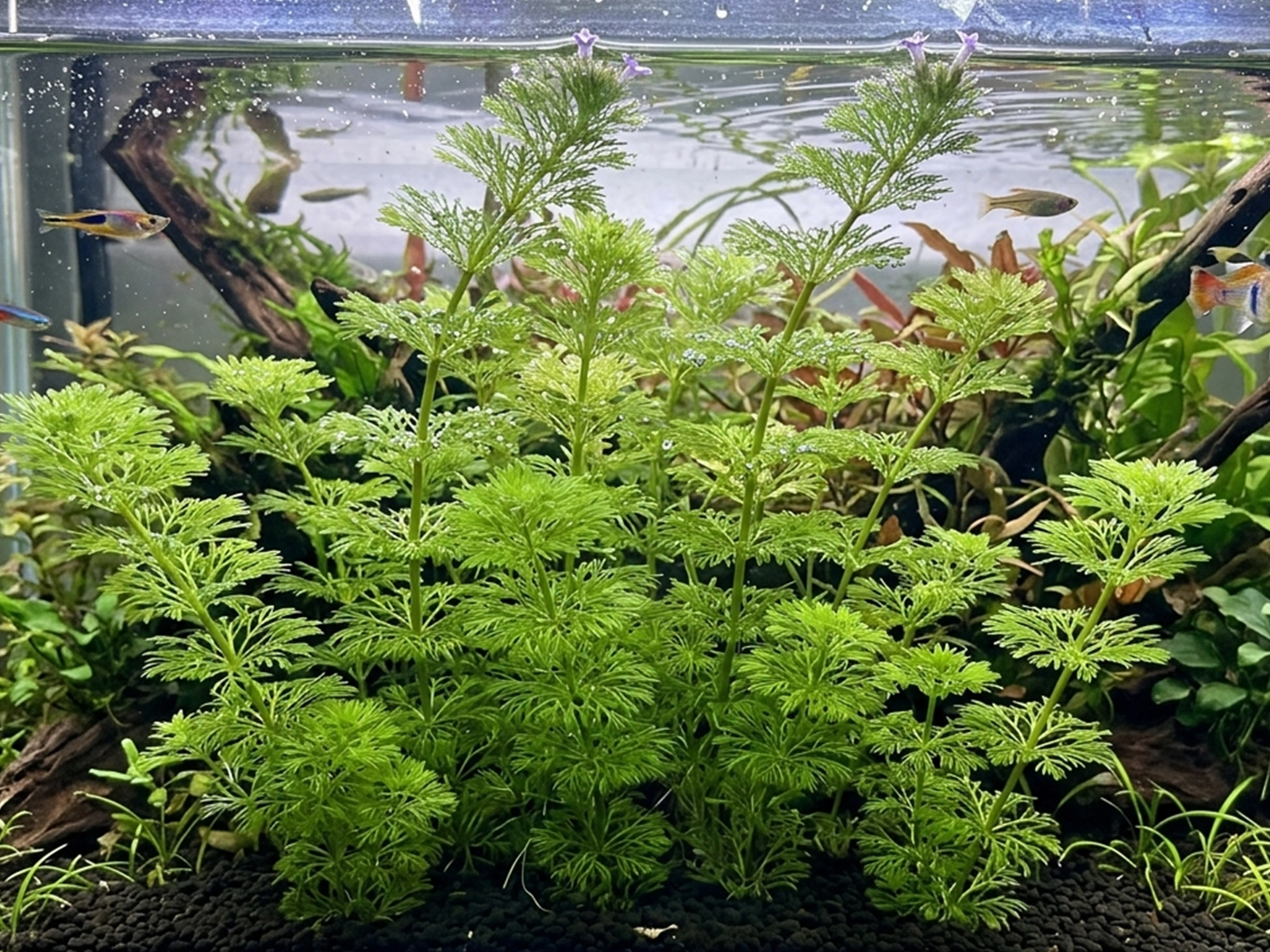 Dwarf Ambulia