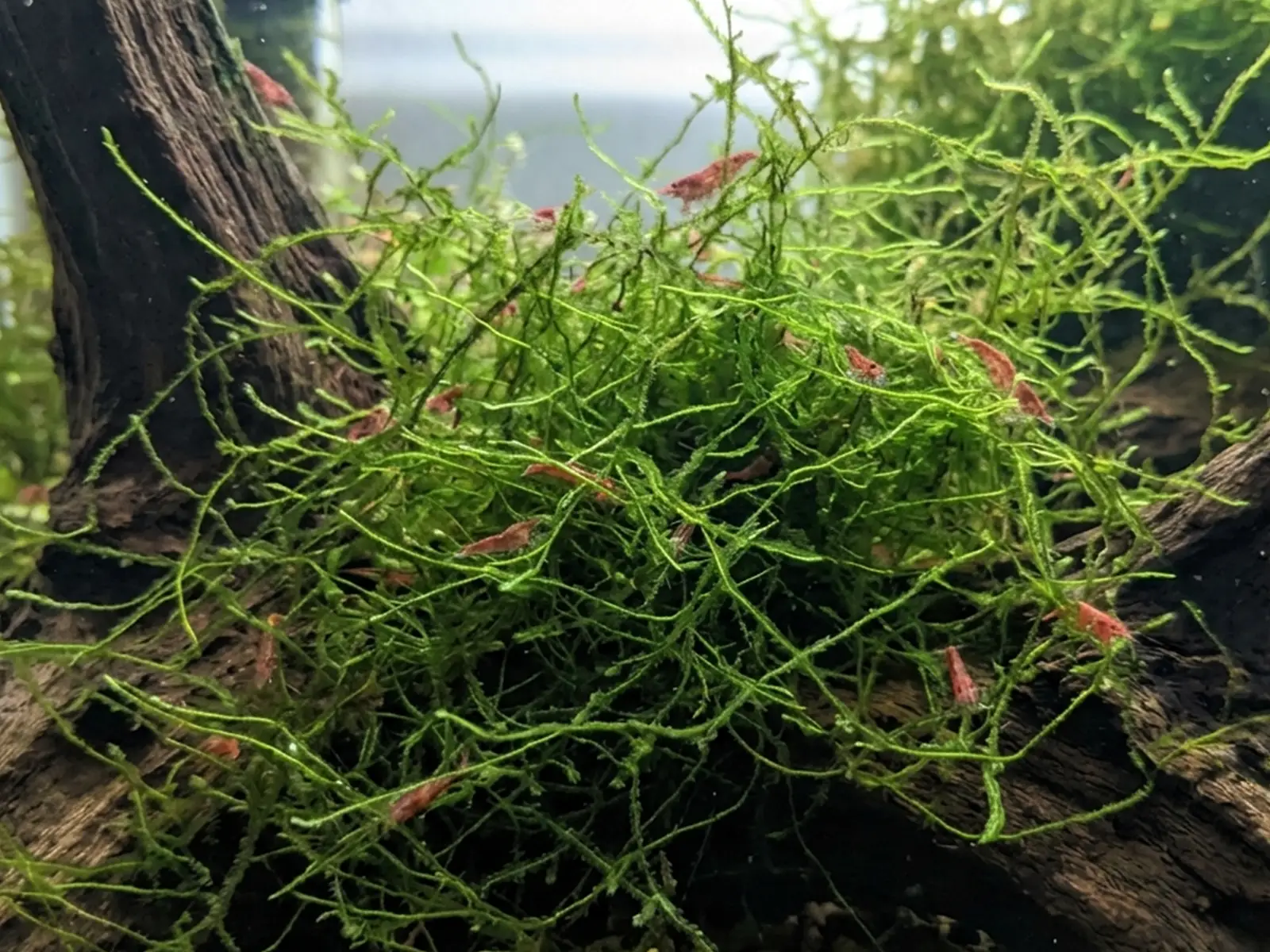 Java Moss with shrimp