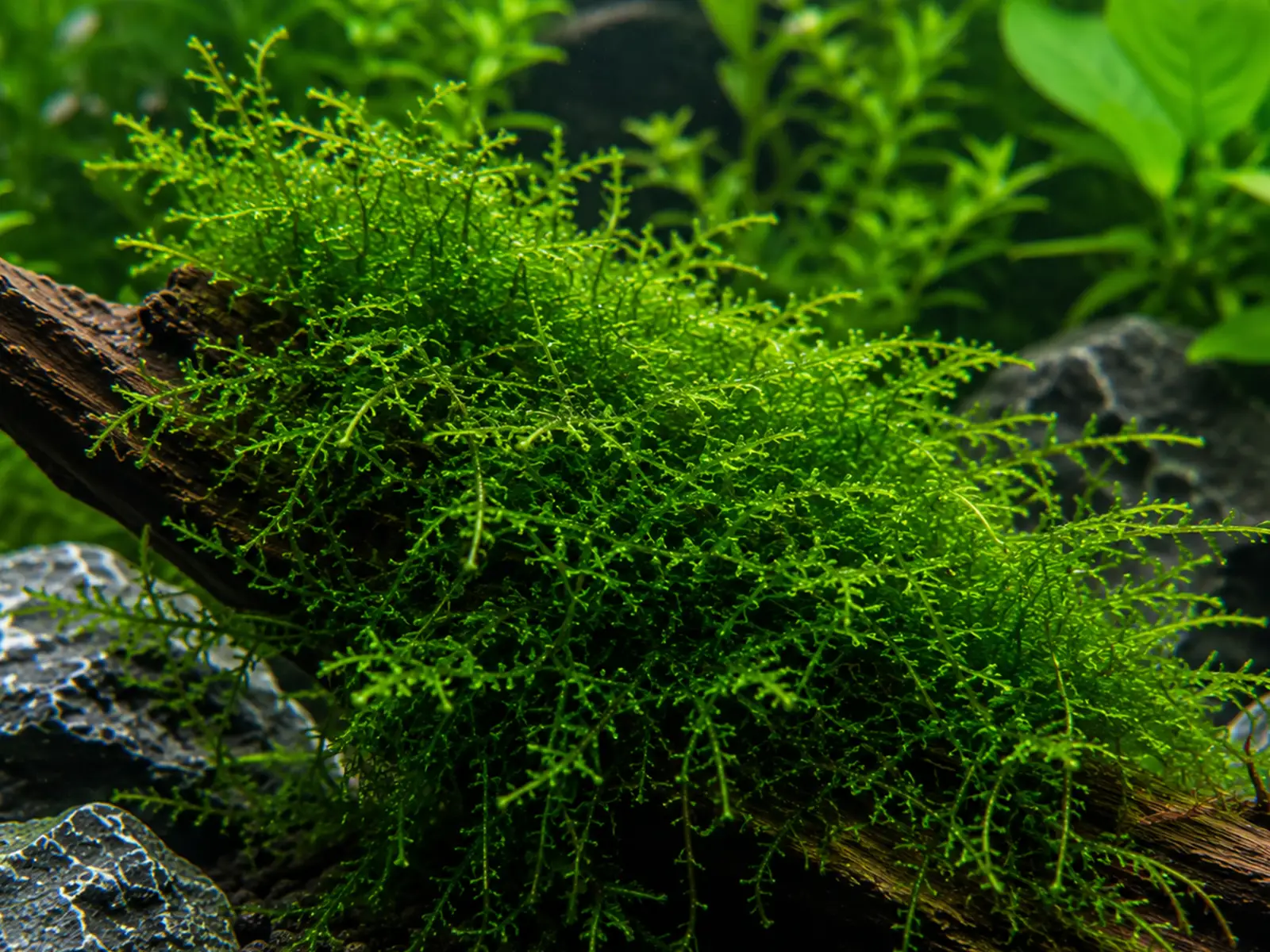 Java Moss