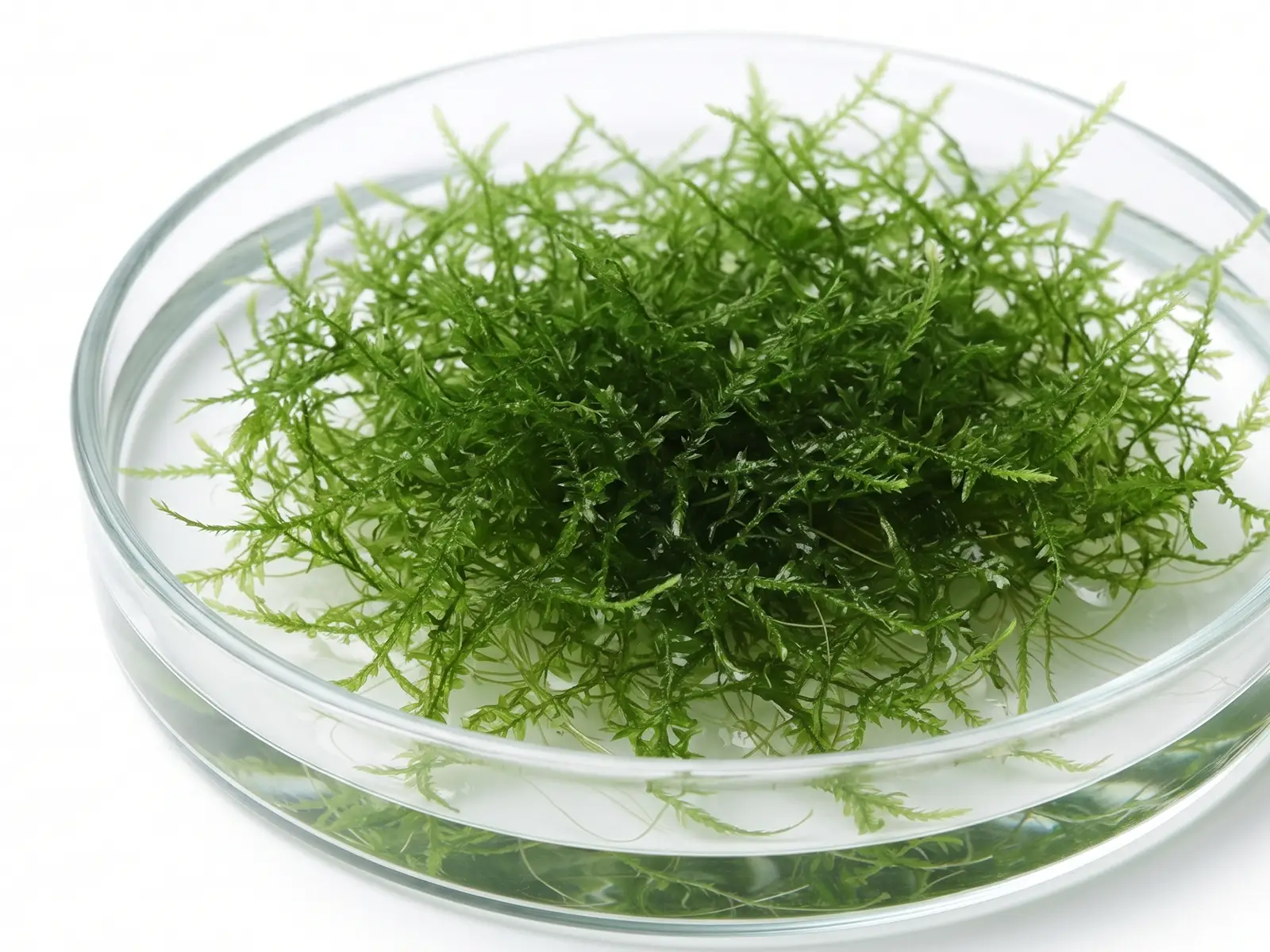 Java Moss white background