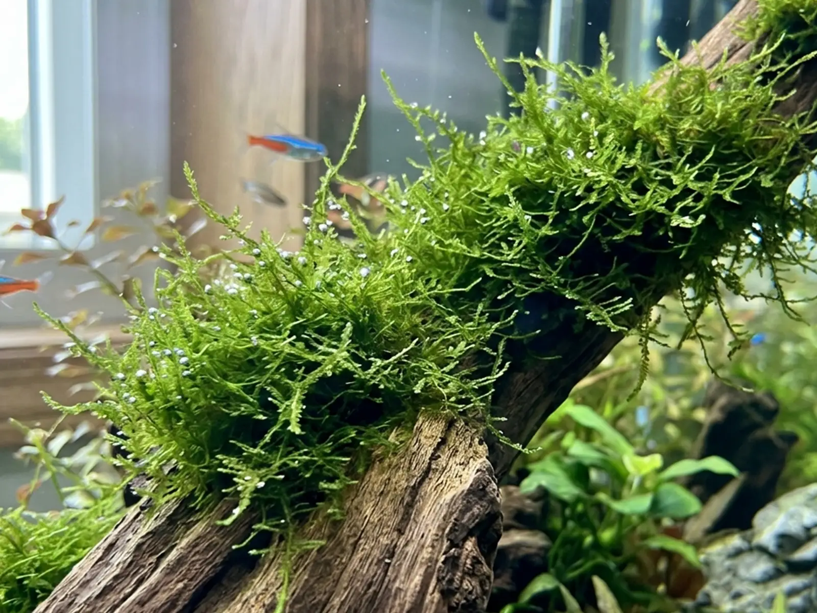 Java Moss