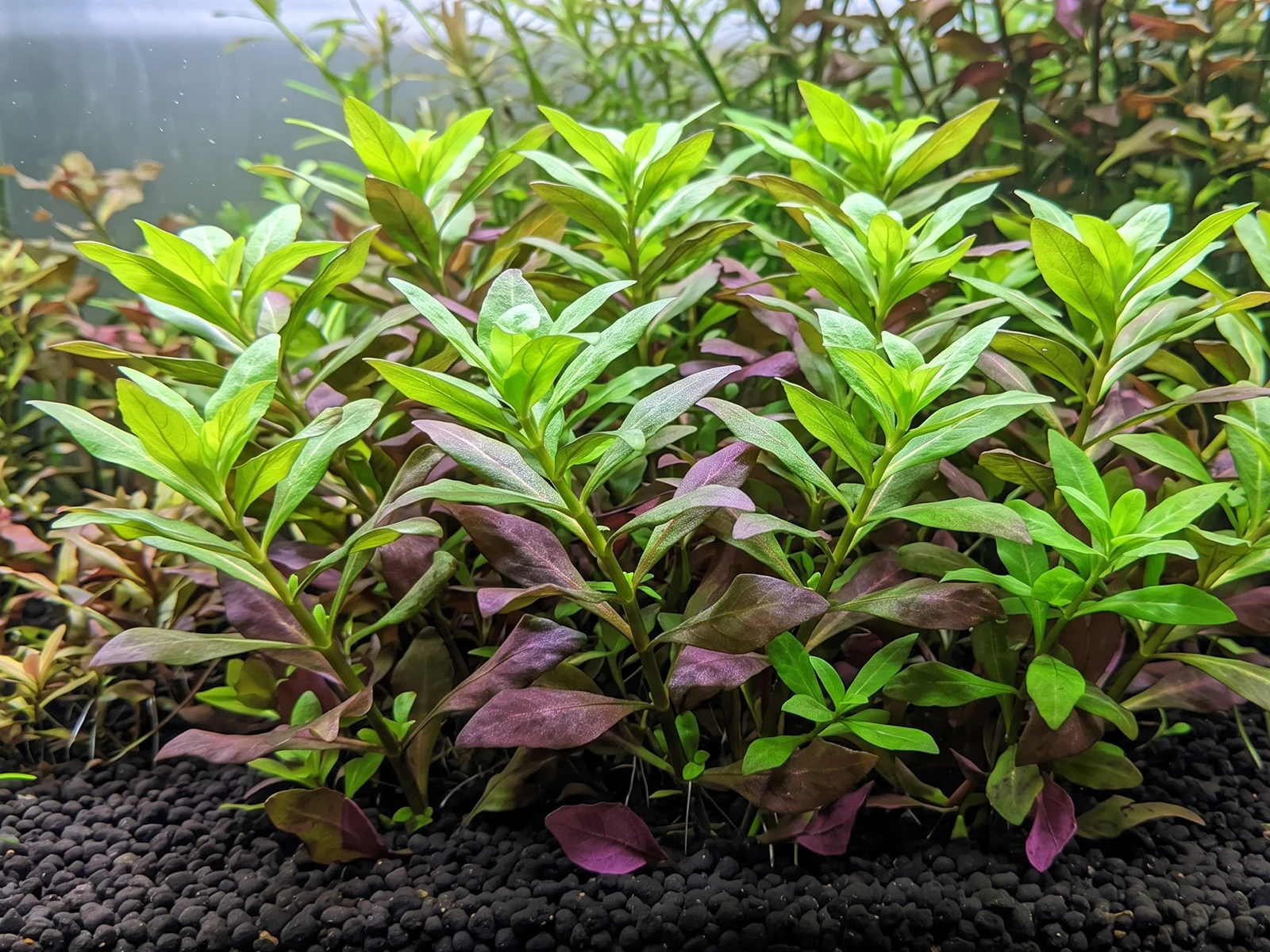 Limnophila Aromatica