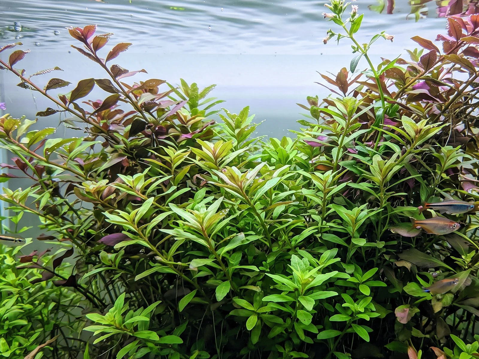 Limnophila Aromatica