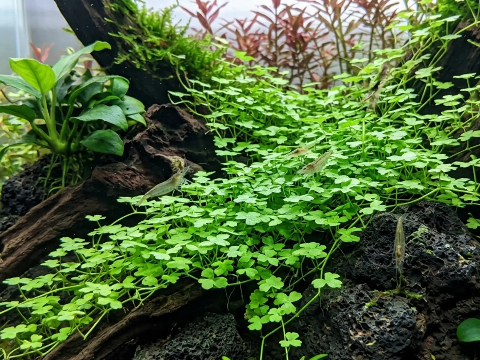 Hydrocotyle Tripartita