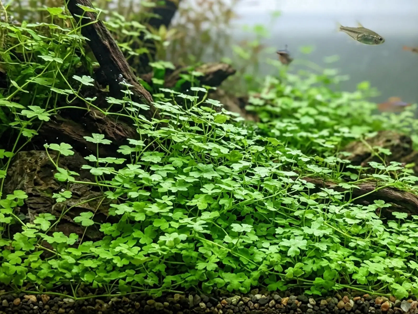 Hydrocotyle Tripartita