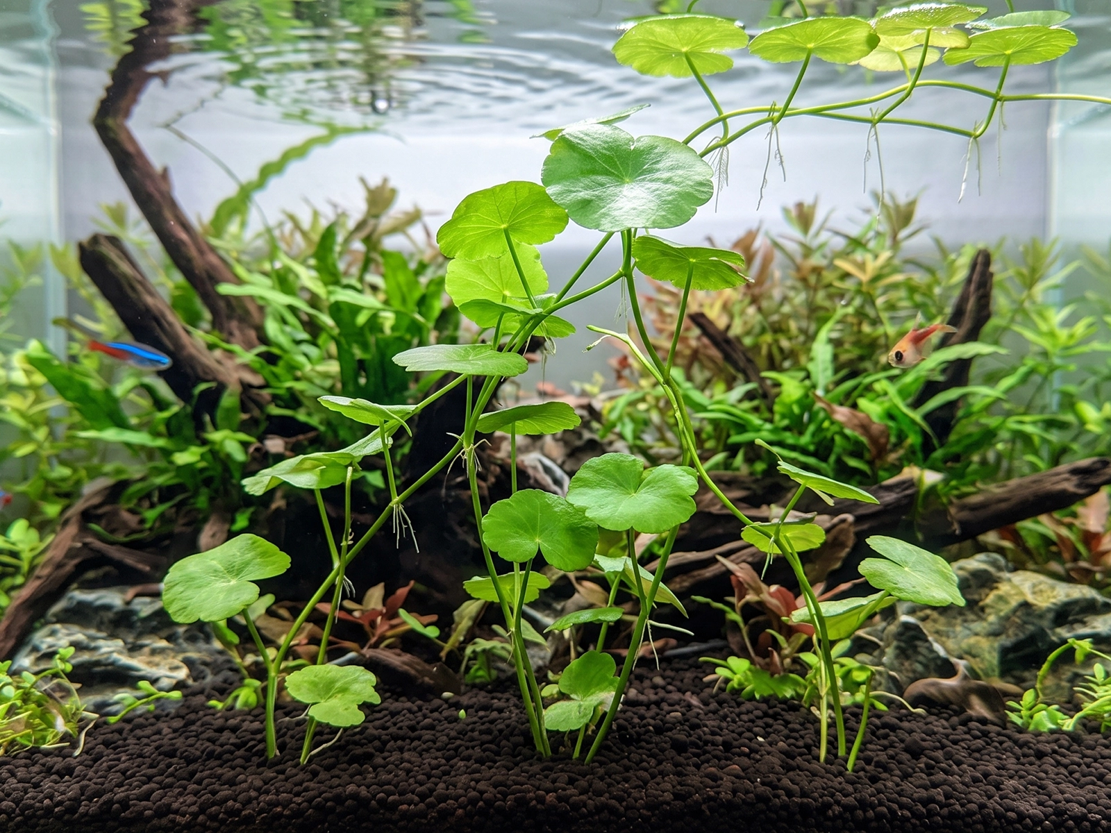 Brazilian Pennywort