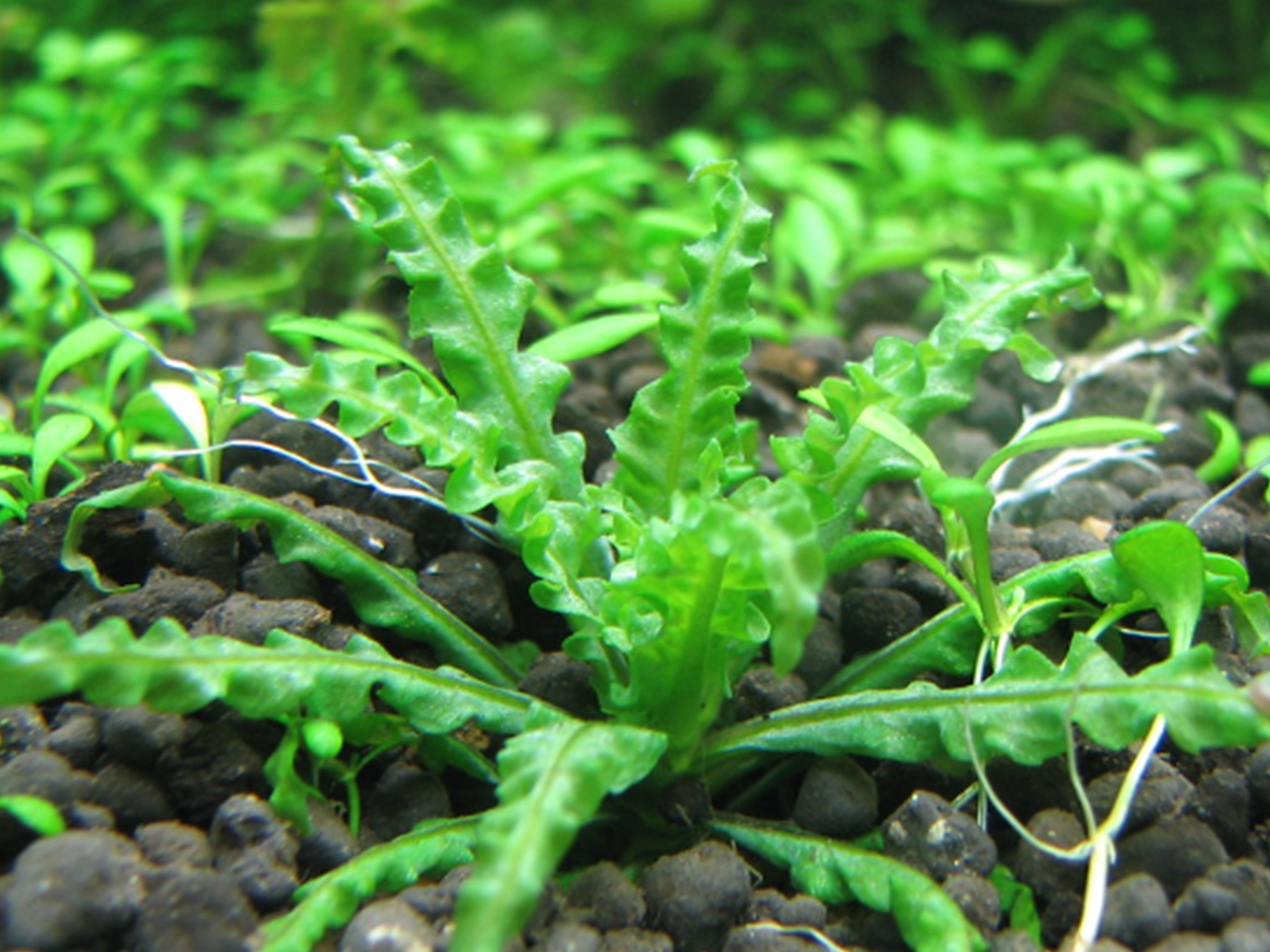 Pogostemon helferi