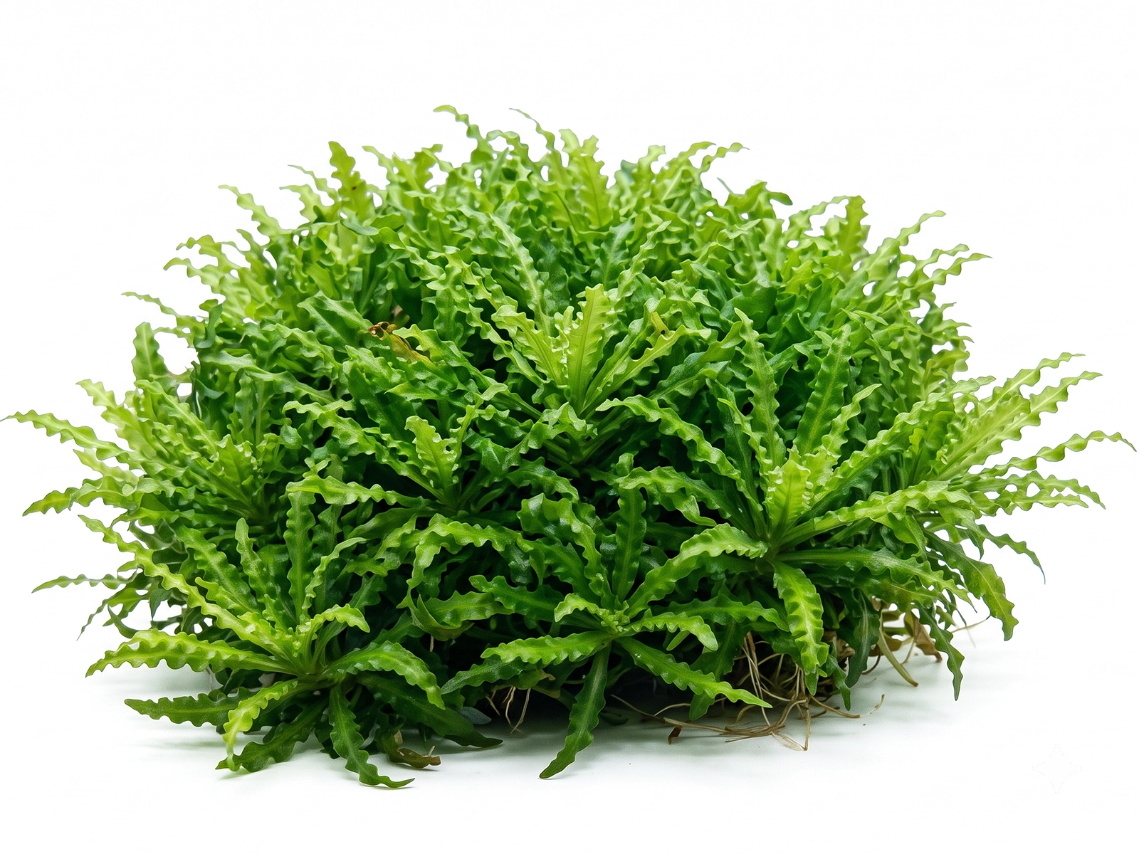 Pogostemon helferi white