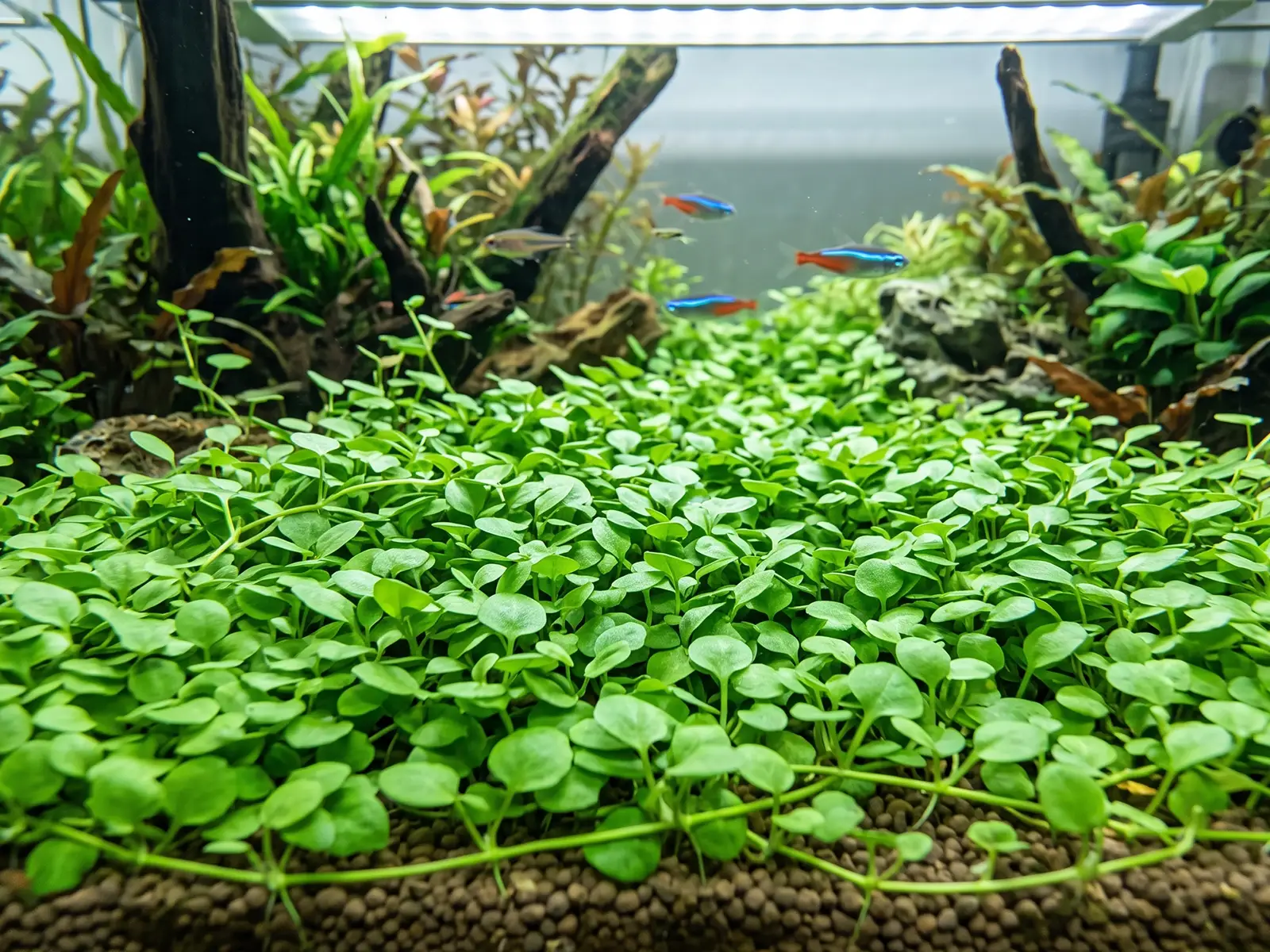 Glosso plant