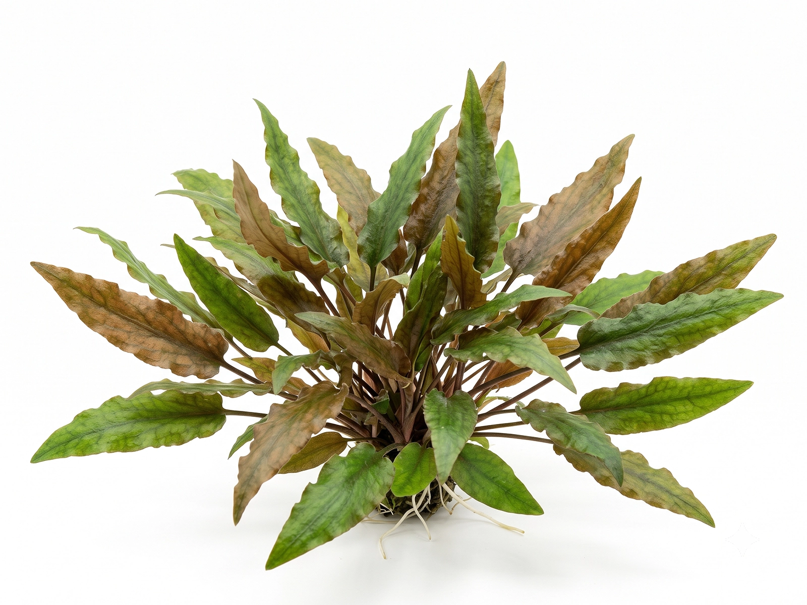 Cryptocoryne wendtii against white background