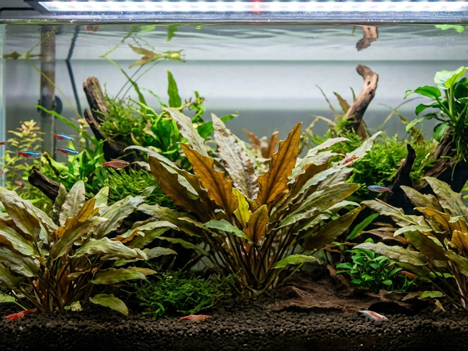 Cryptocoryne wendtii