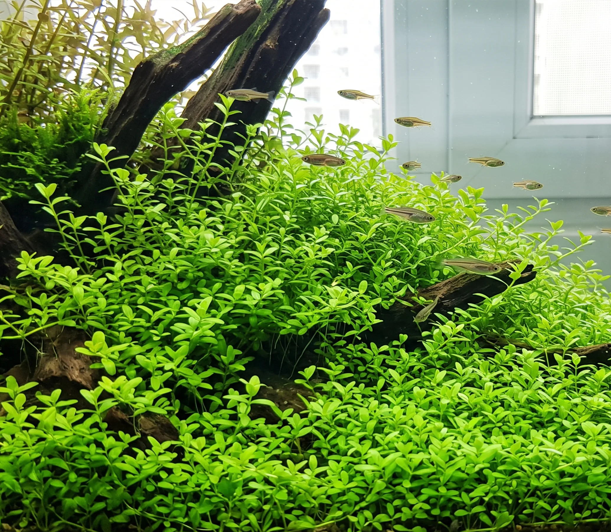Pearl Weed
