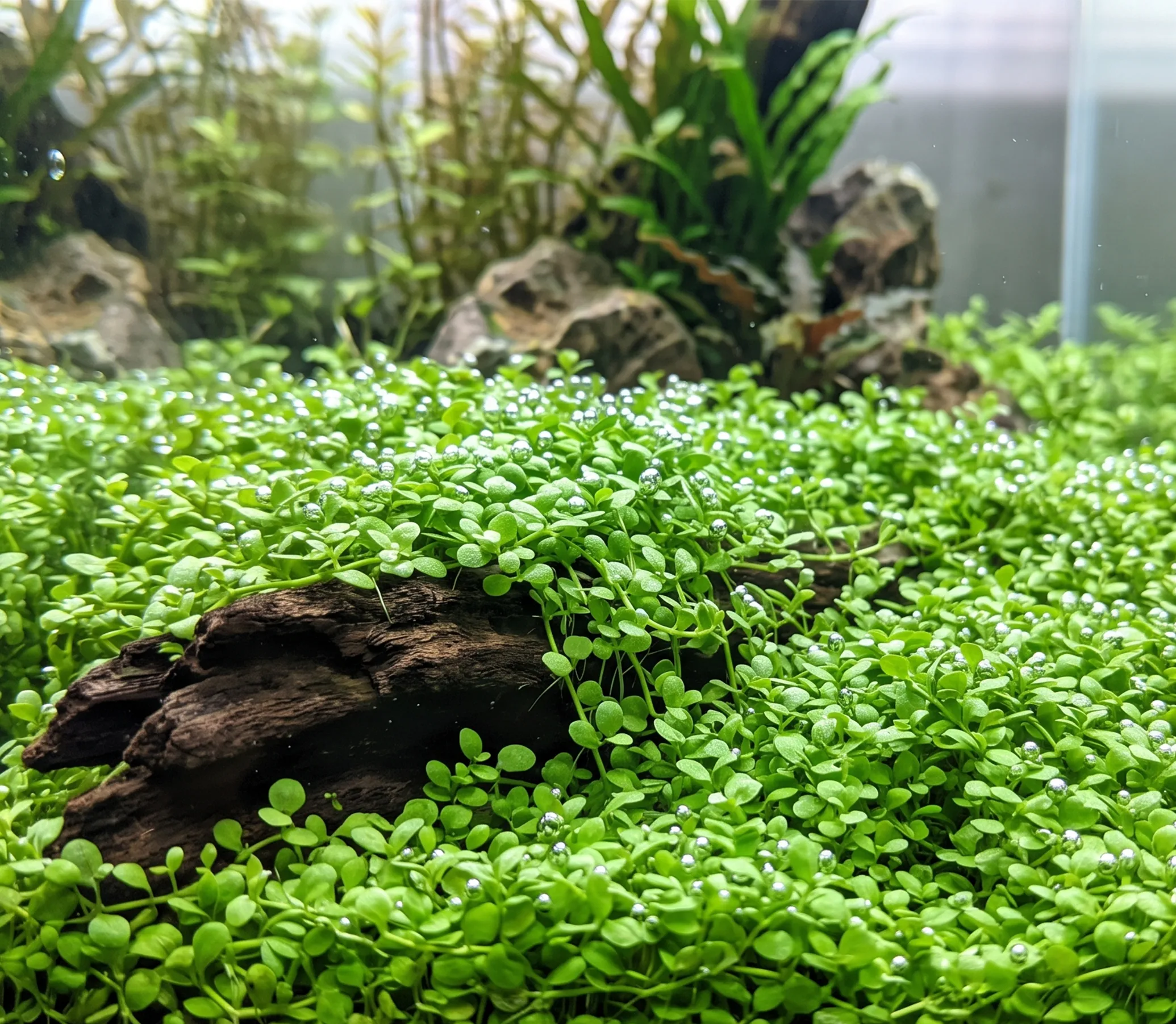 Pearl Weed