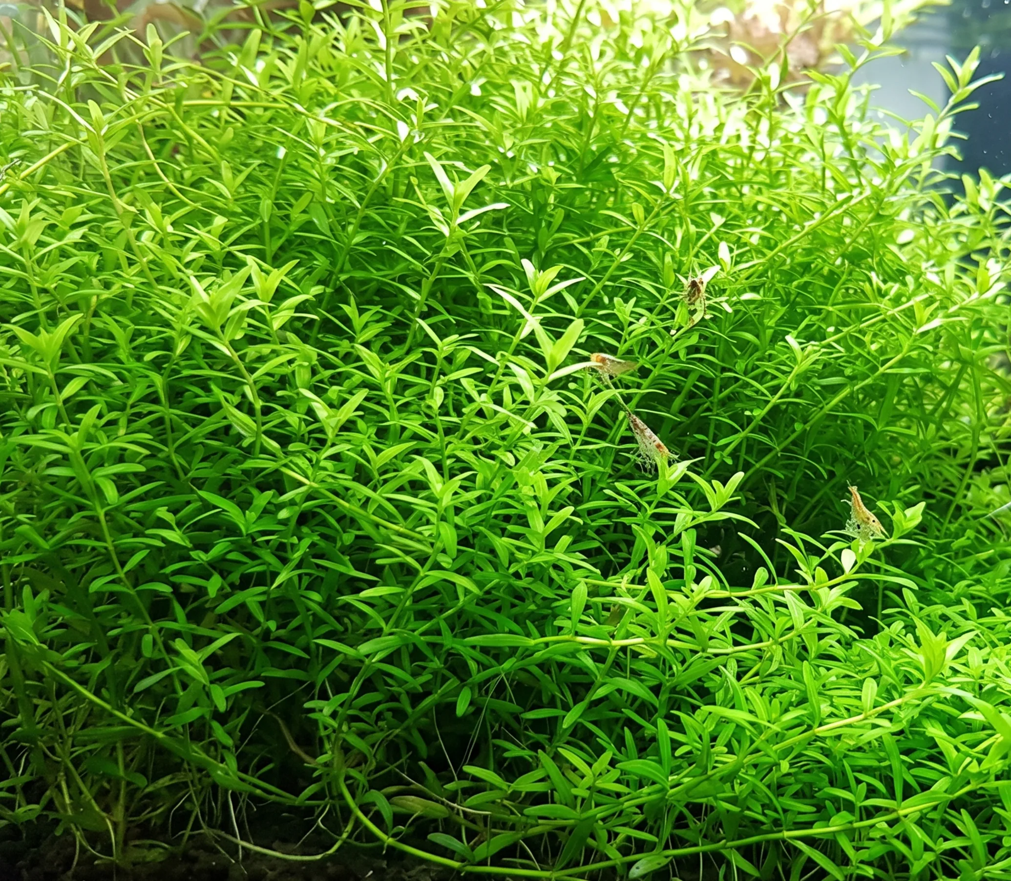 Pearl Weed