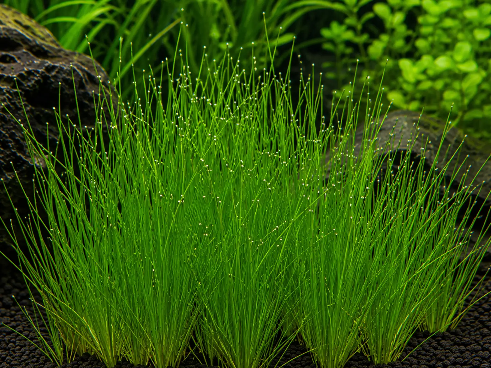 Eleocharis acicularis
