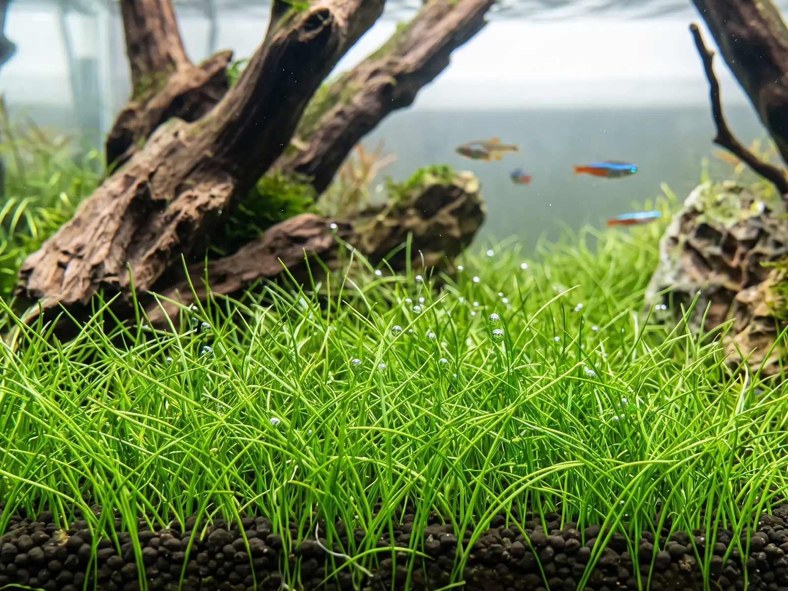 Eleocharis acicularis