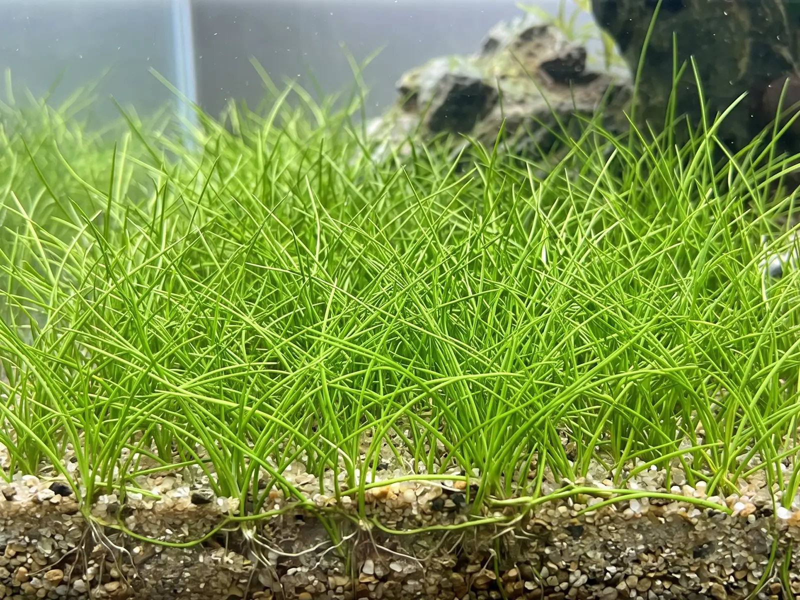 Hairgrass