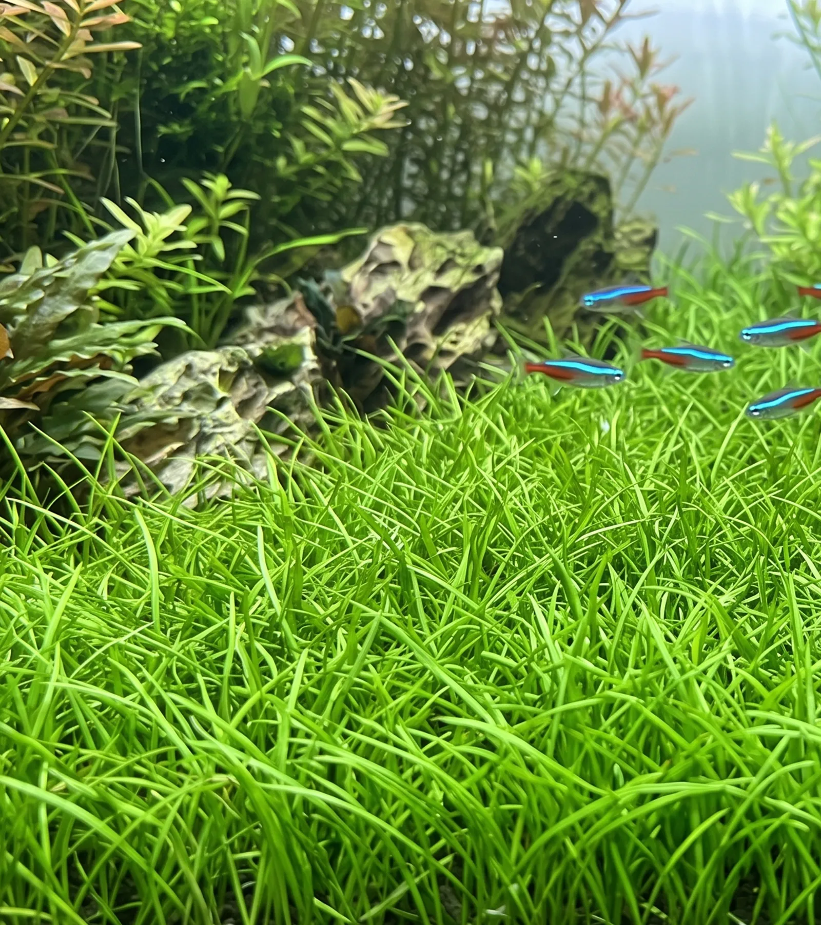Micro Sword aquarium plant