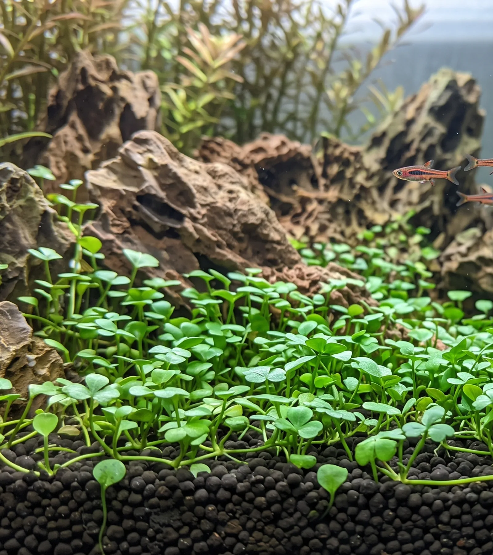 Marsilea Hirsuta
