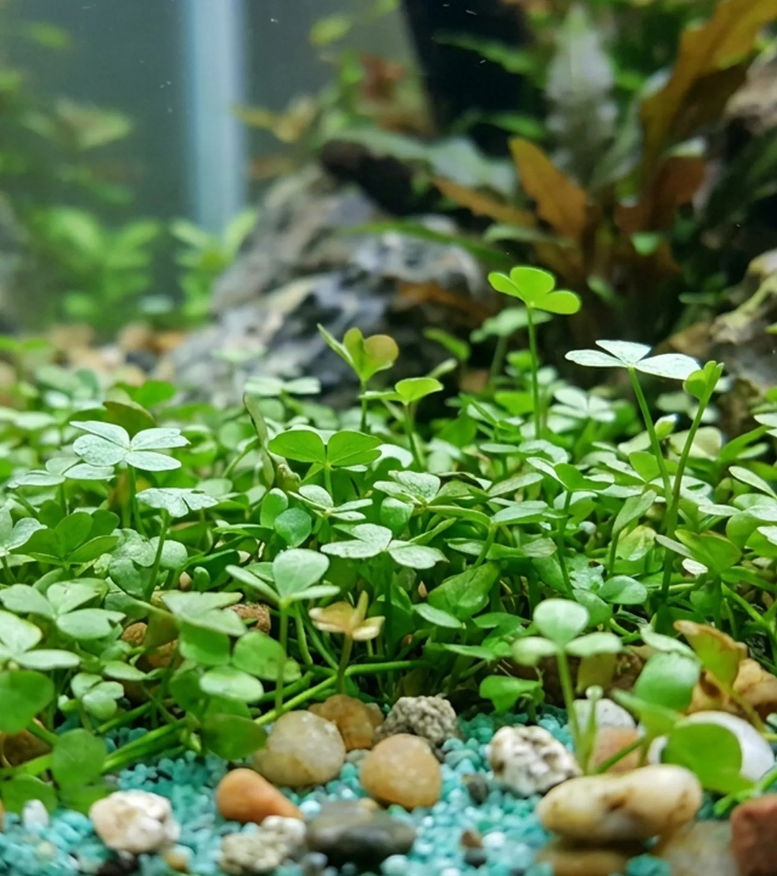 Marsilea Hirsuta