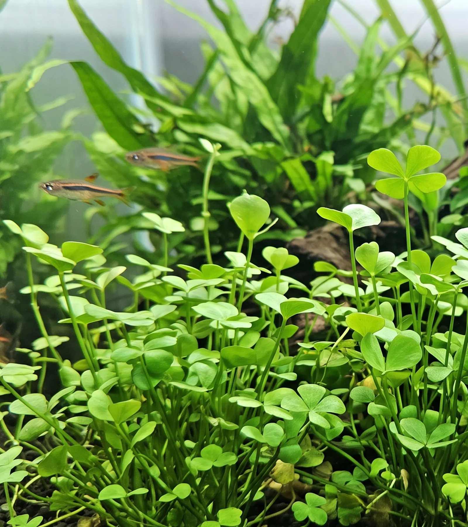 Marsilea Hirsuta aquarium four leaf plant