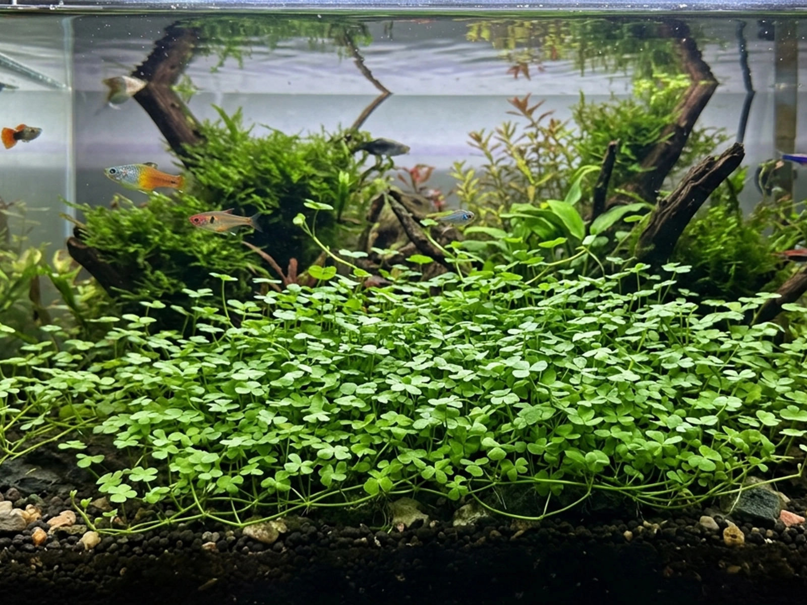 Dwarf Water Clover