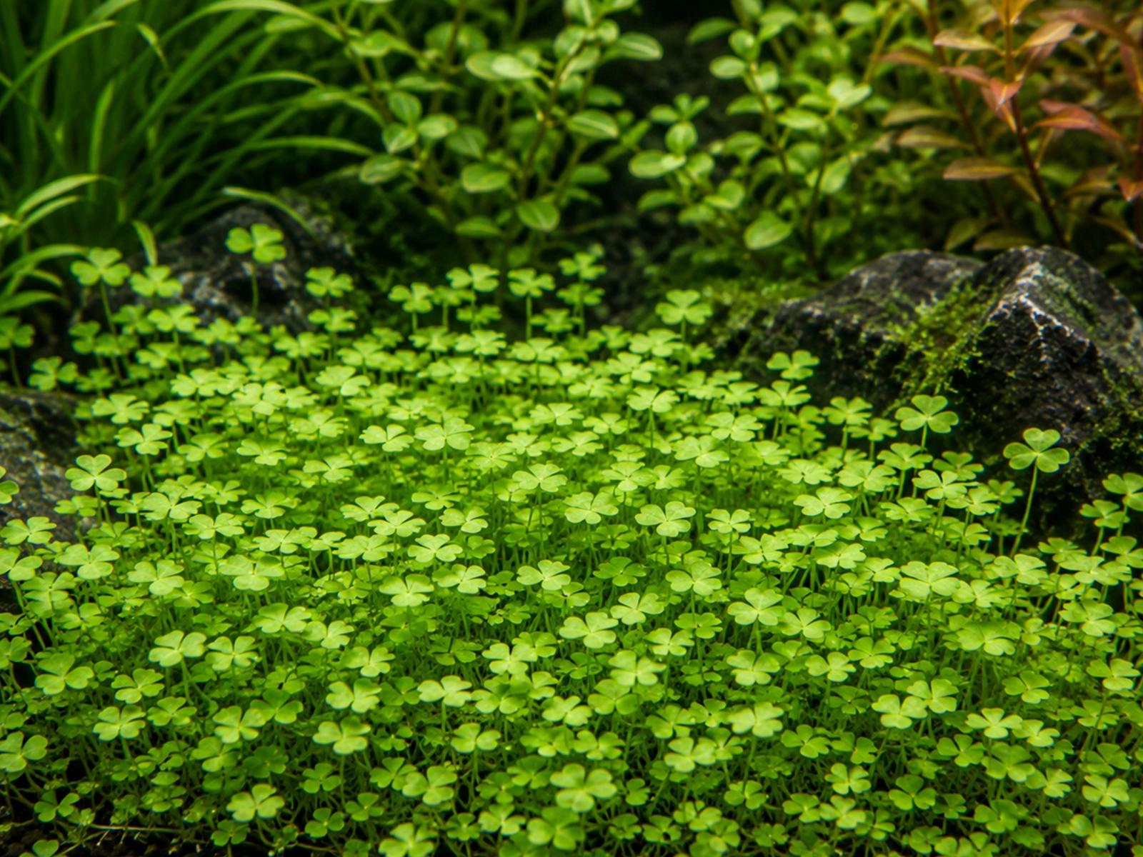 Dwarf Water Clover