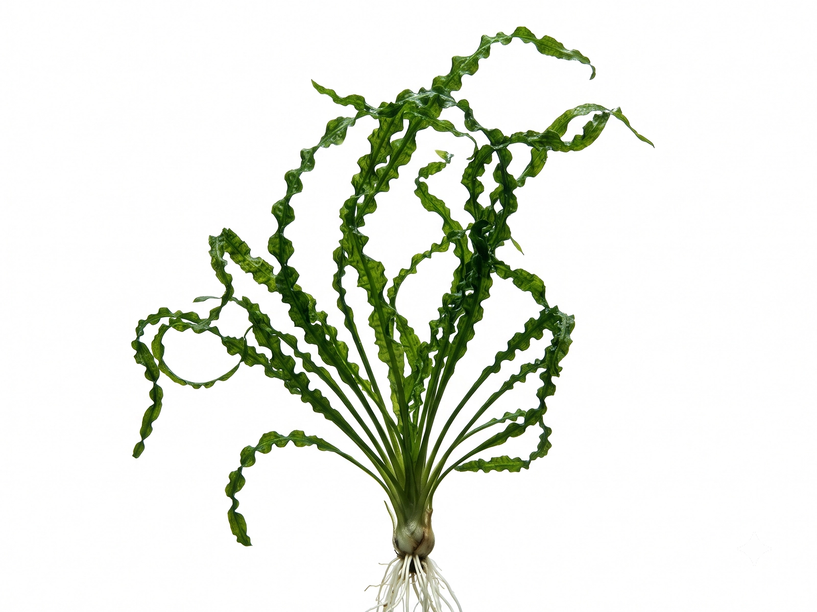 Crinum Calamistratum