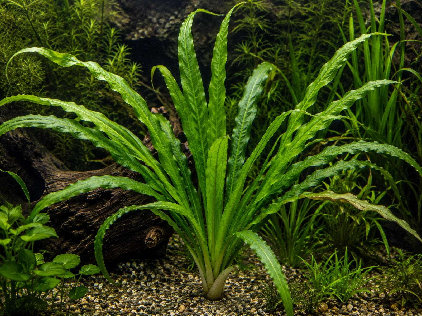 Crinum Calamistratum