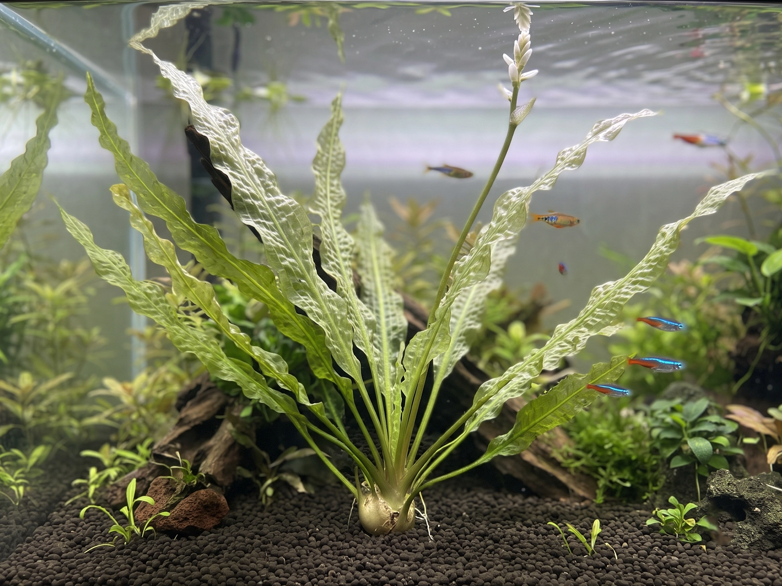 Aponogeton Crispus