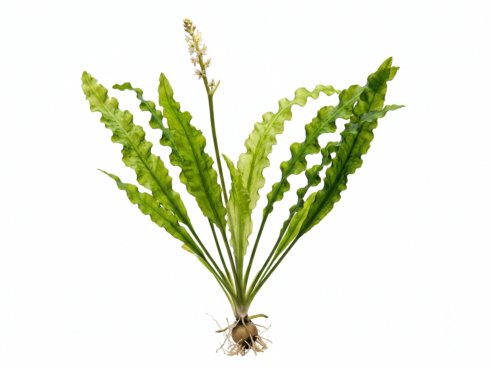 Aponogeton Crispus White