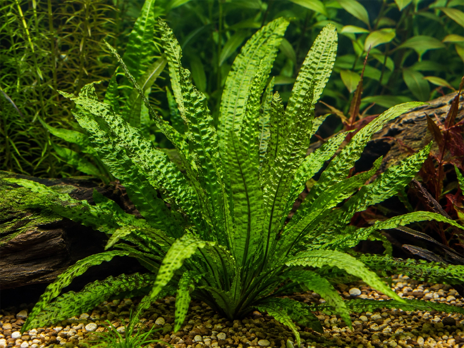 Aponogeton Crispus