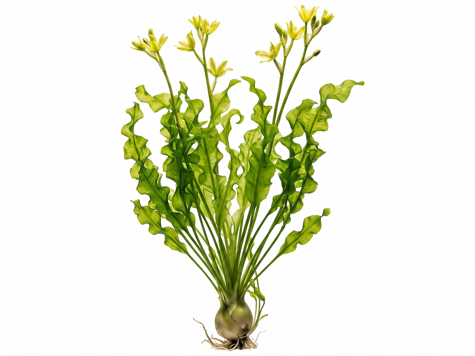 Aponogeton Ulvaceus