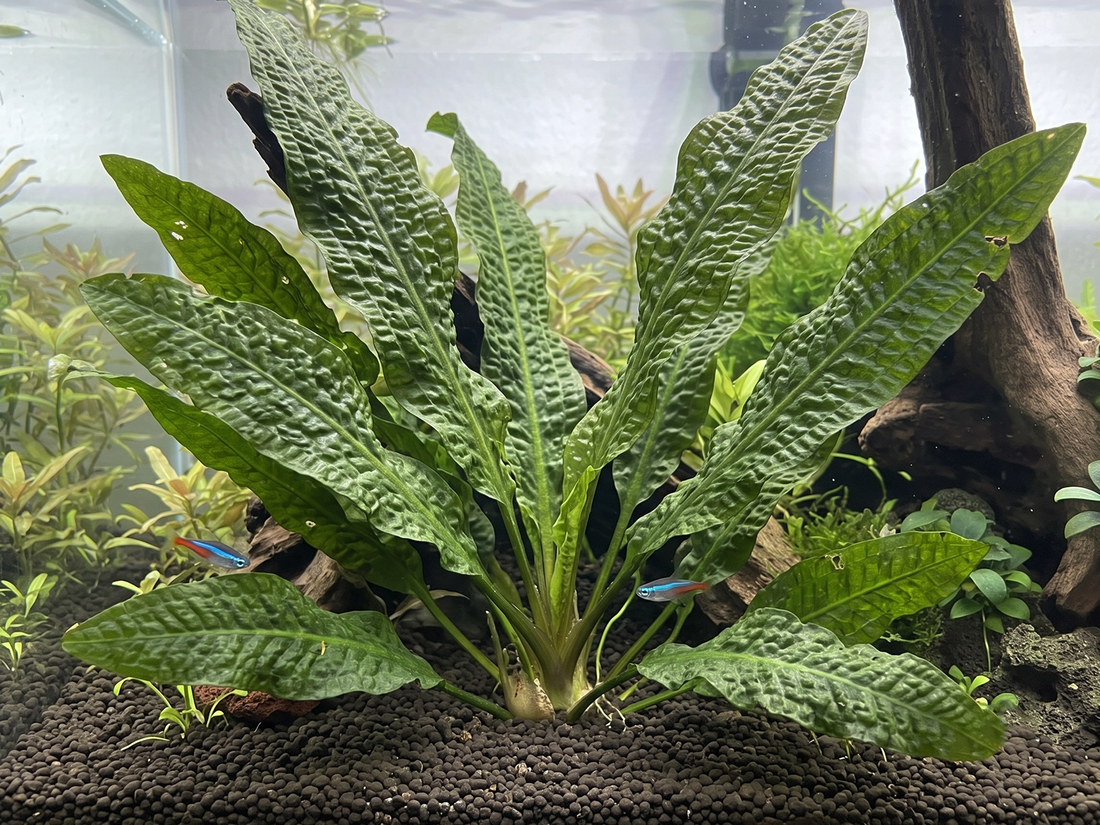 Aponogeton Boivinianus in fish tank