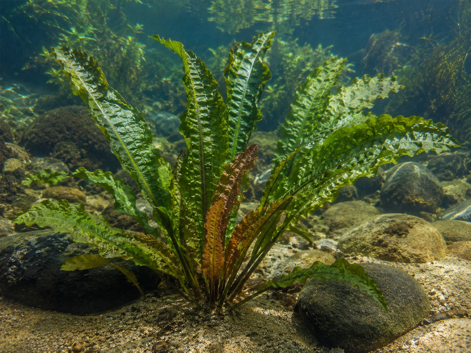 Aponogeton Boivinianus