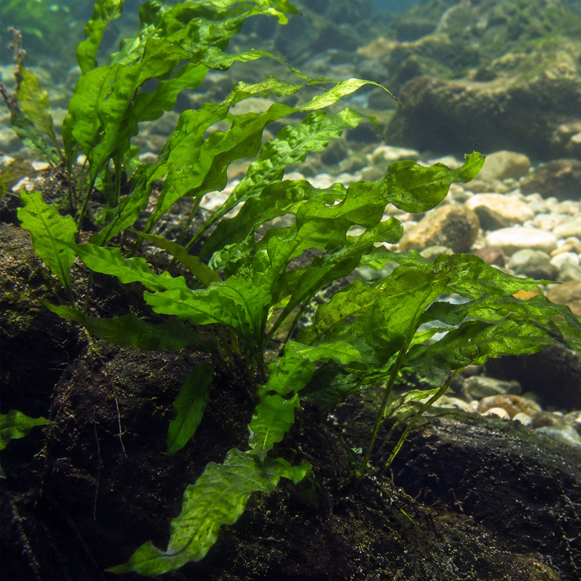 African Water Fern