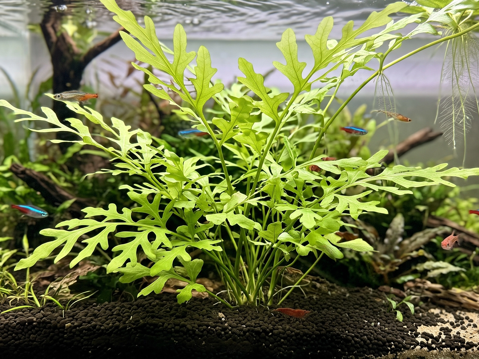 Broadleaf Water Sprite