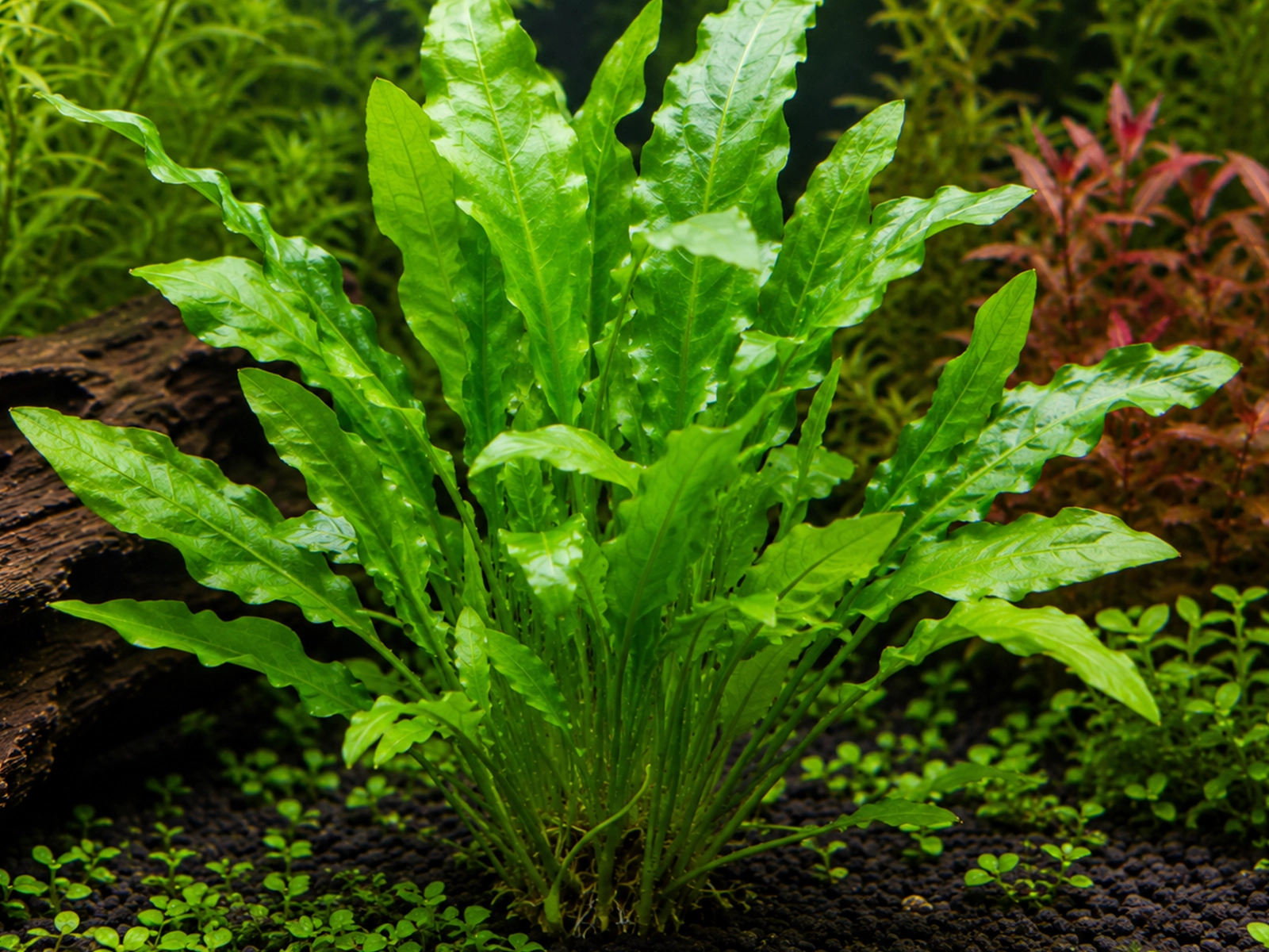 fish tank with Broadleaf Water Sprite