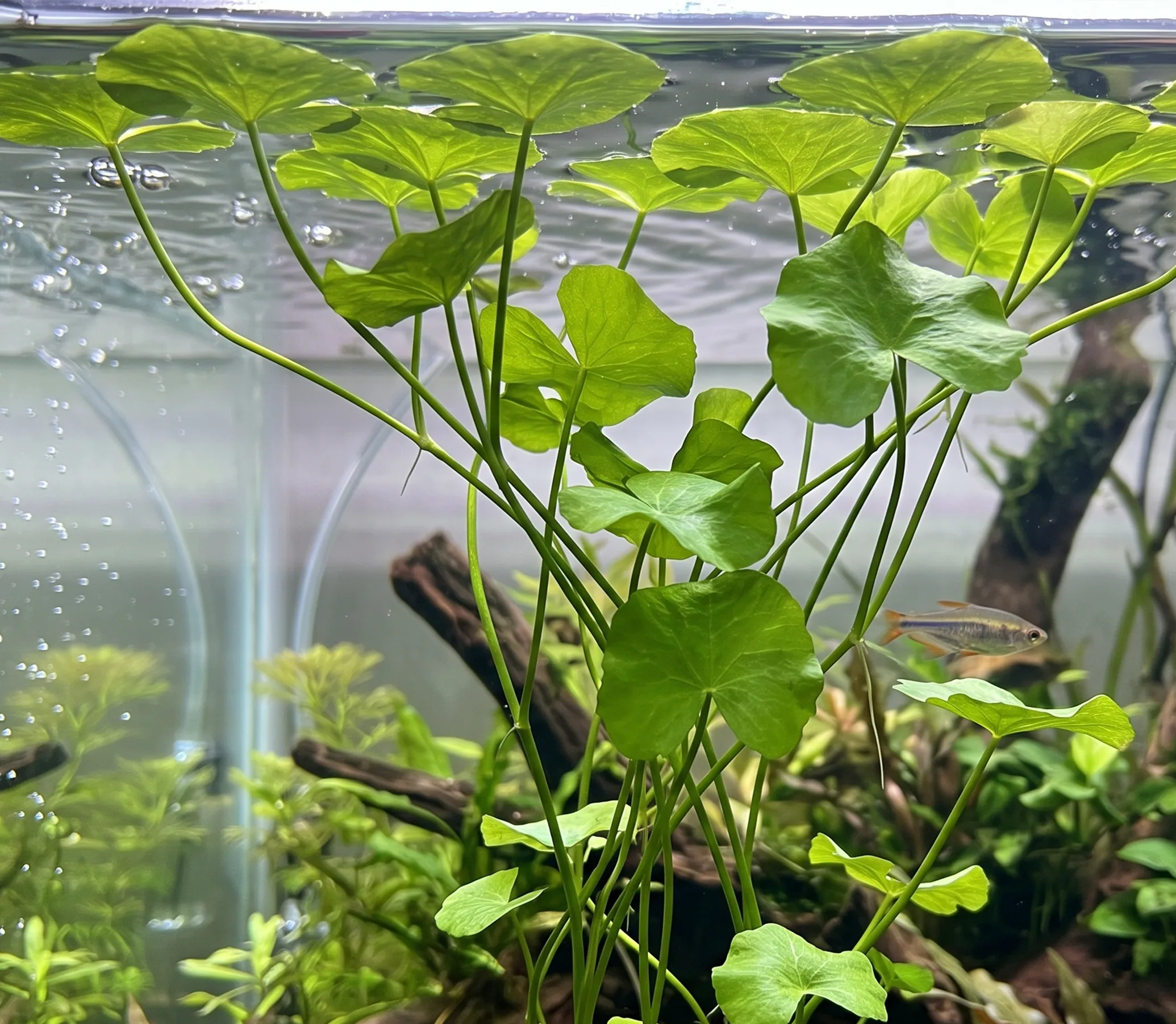 Nymphoides Hydrophylla