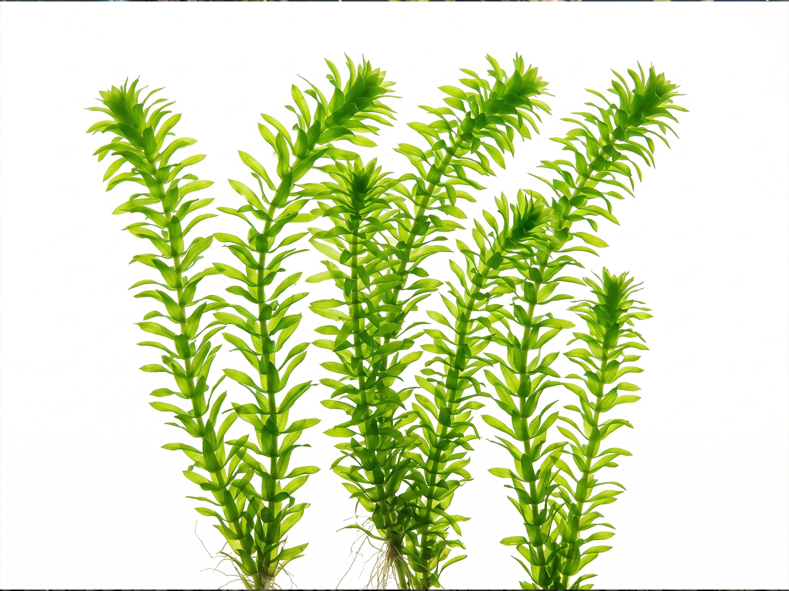 Anacharis White Background