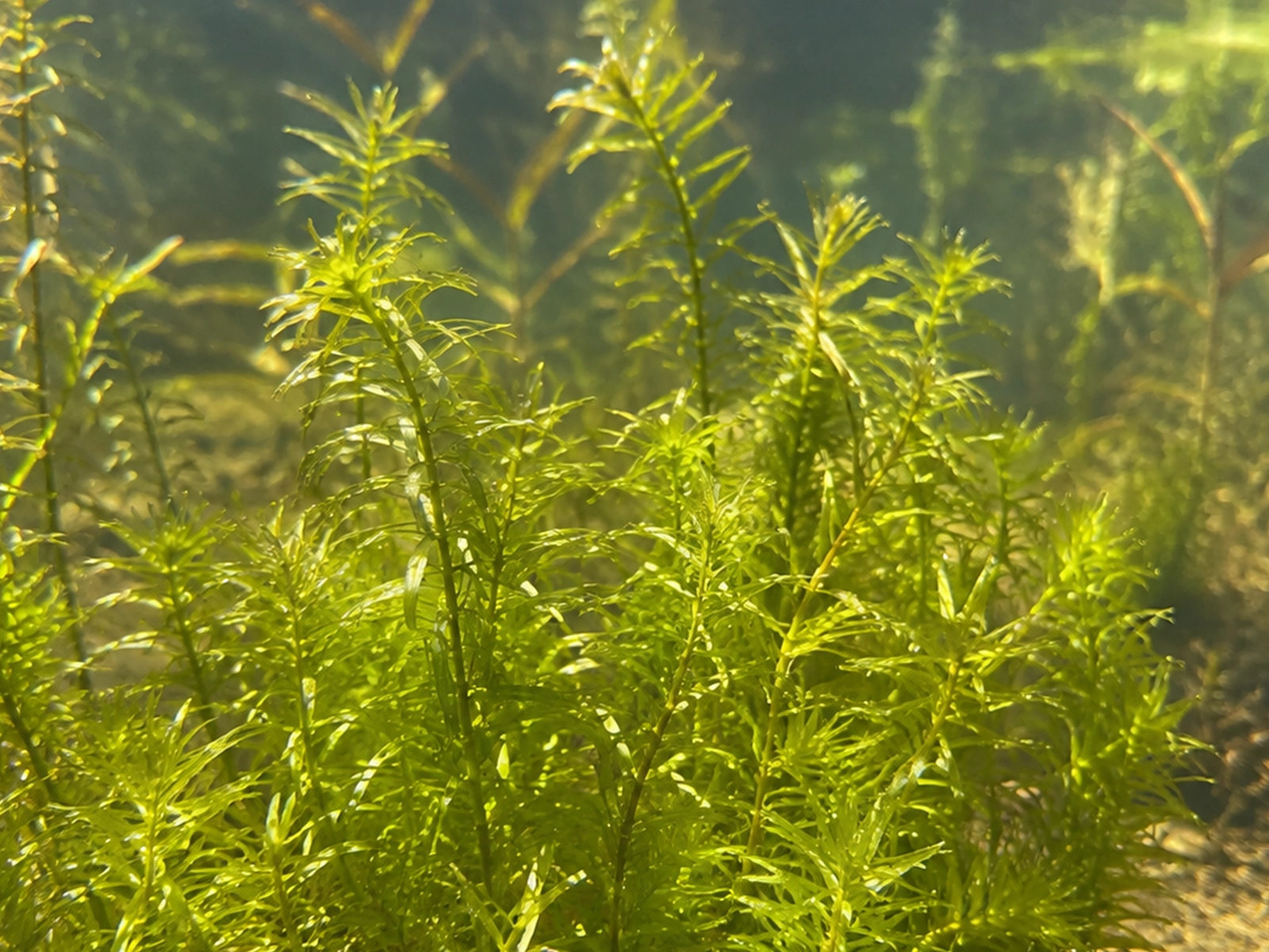Wild Anacharis plant