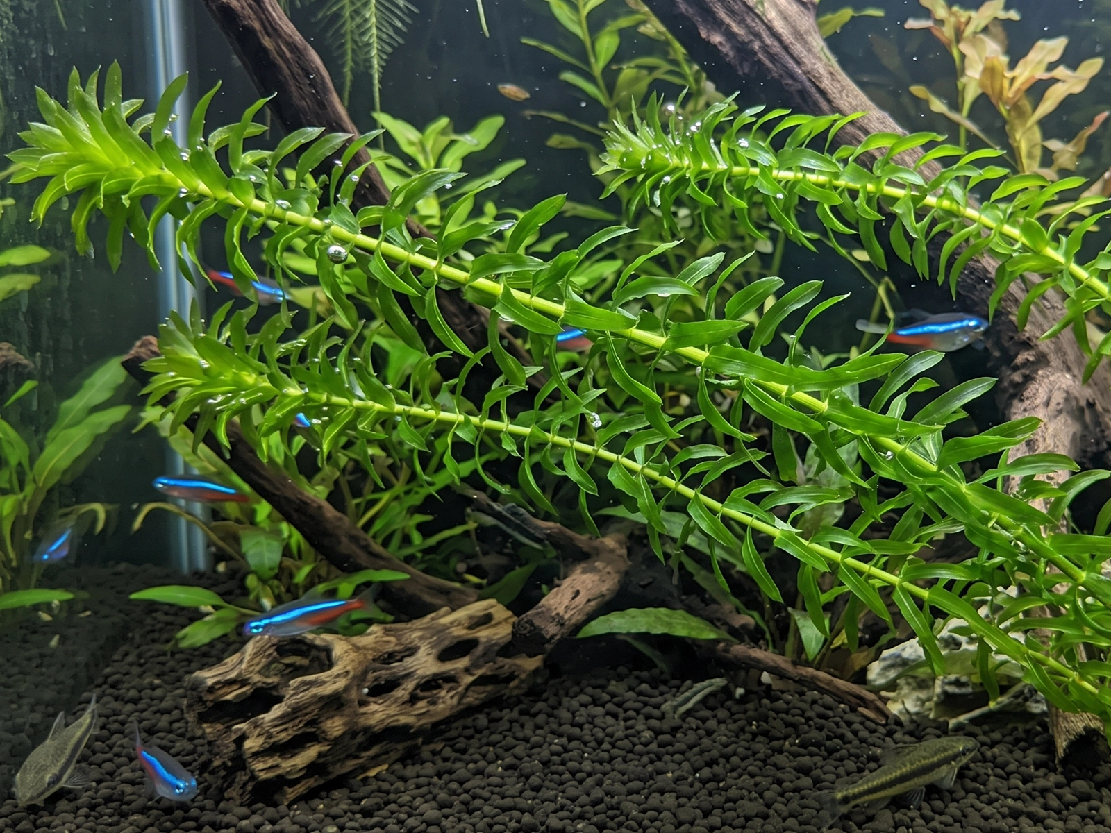 Anacharis
